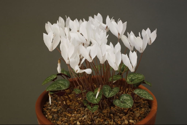 Cyclamen cilicium album