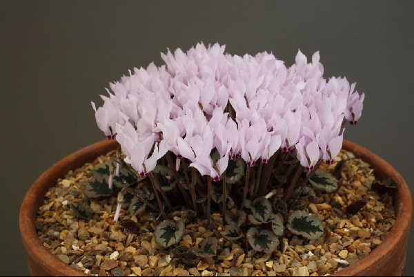 Cyclamen mirabile