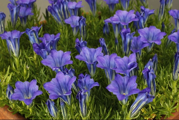 Gentiana 'Amethyst'