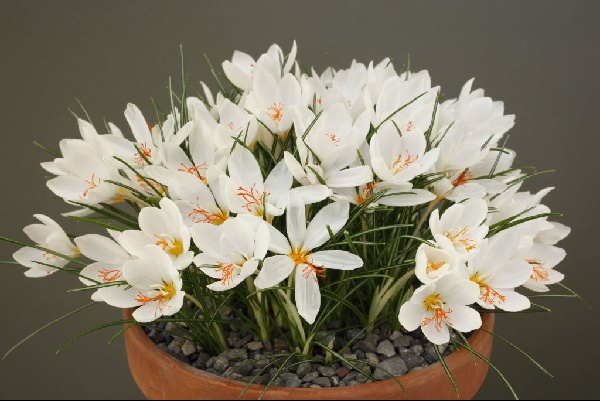 Crocus malyi