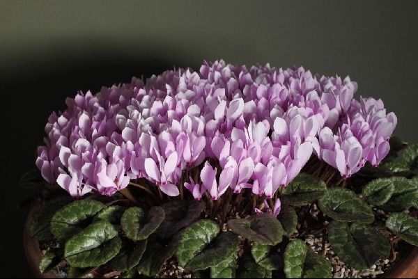 Cyclamen cilicium