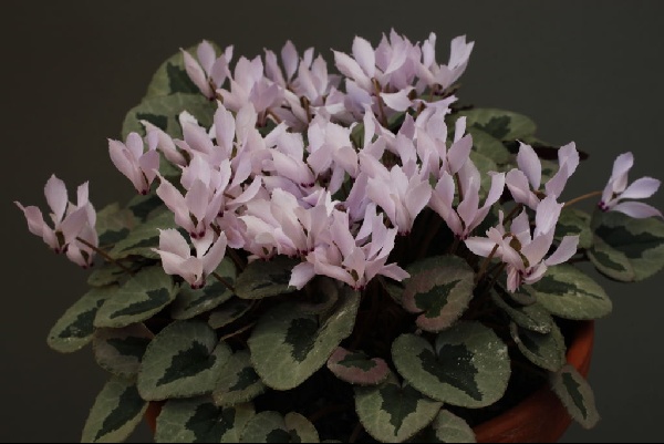 Cyclamen mirabile