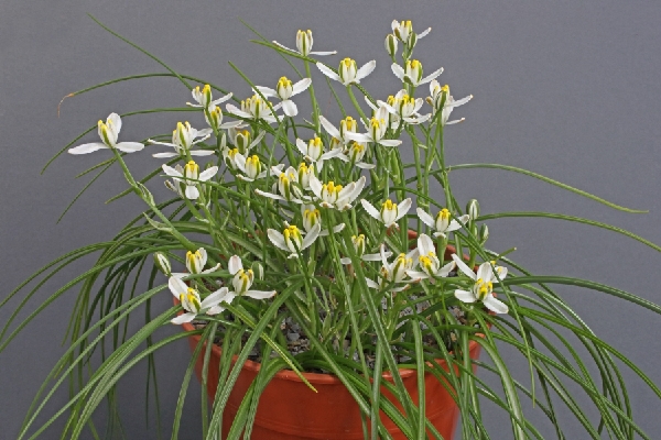 Albuca humilis