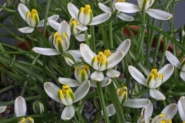 Albuca humilis