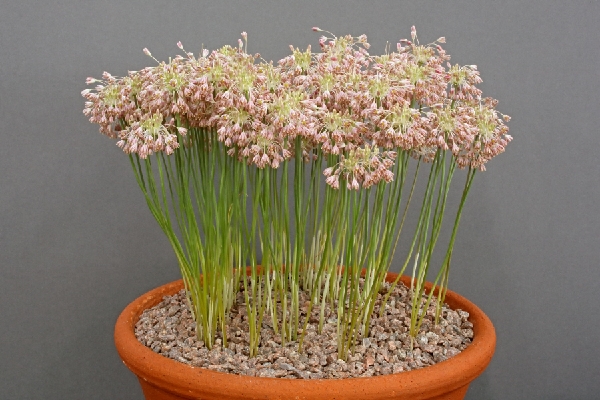 Allium paniculatum