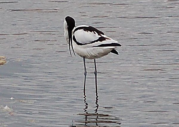 Avocet (Southport Show,2008)