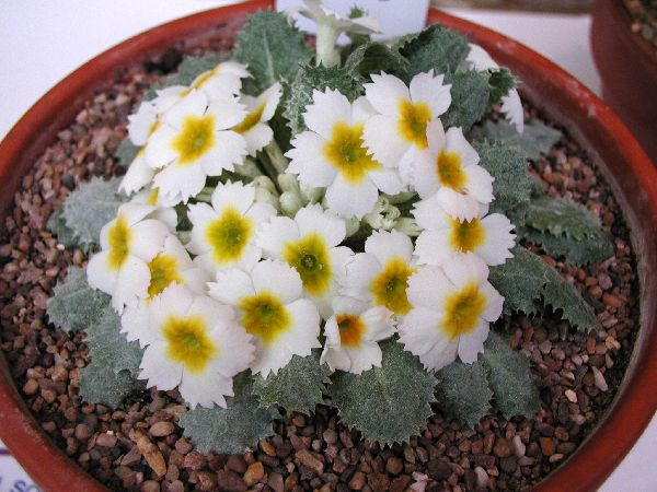 Primula 'Netta Dennis'