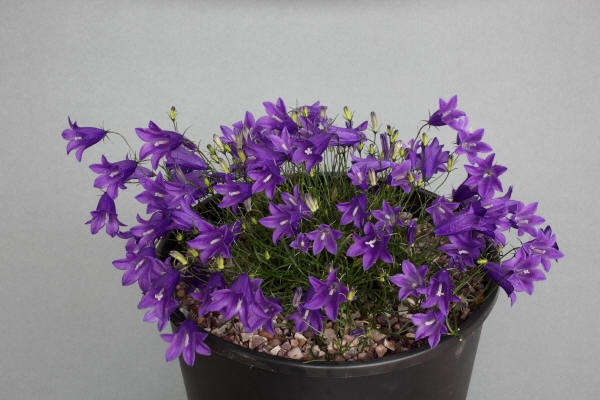 PORTAMONETE-CAMPANULA WINTER - Italy