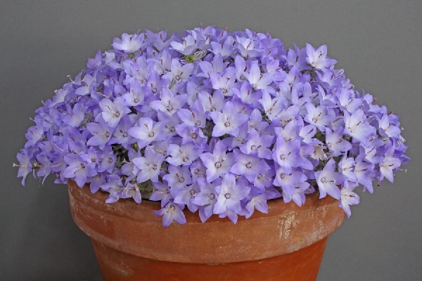 Campanula fragilis