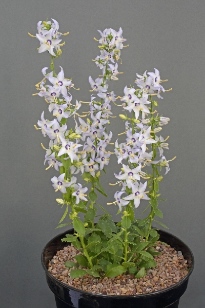 Campanula versicolor