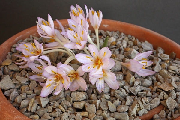 Colchicum antilibanoticum