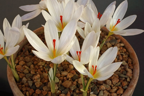 Crocus asumaniae