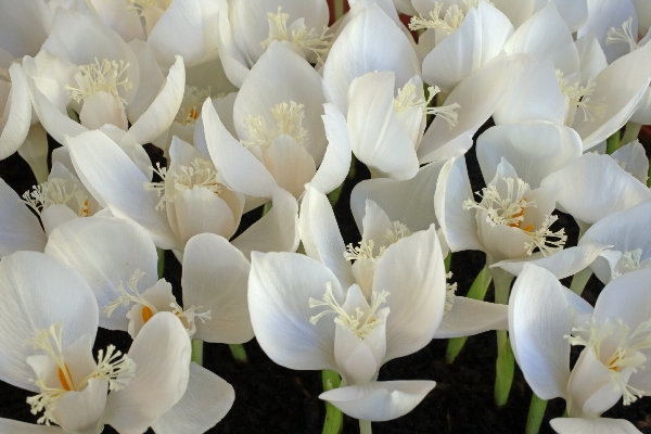 Crocus banaticus ?Snowdrift?