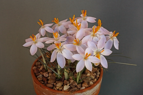 Crocus cambessedesii