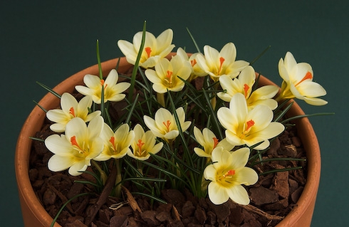 Crocus chrysanthus Cream Beauty