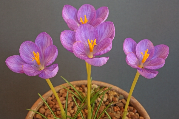 Crocus goulimyi ?Agia Sofia?