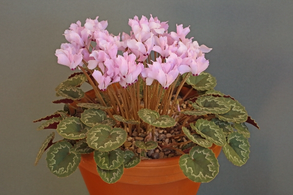 Cyclamen mirabile