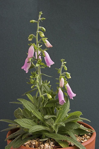 Digitalis dubia