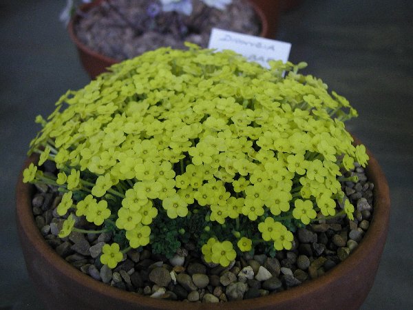 Dionysia gaubae DZ I 00-34-1