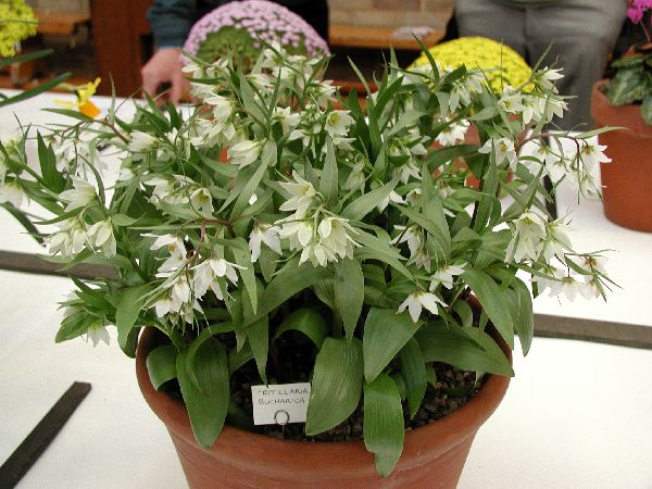 Fritillaria bucharica