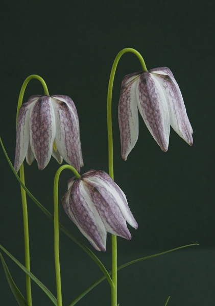 Fritillaria meleagris seedling