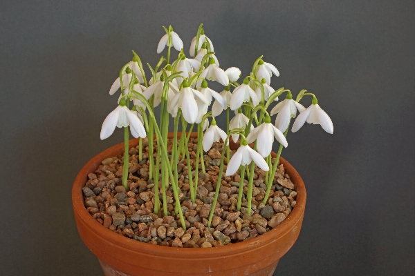 Galanthus peshmenii