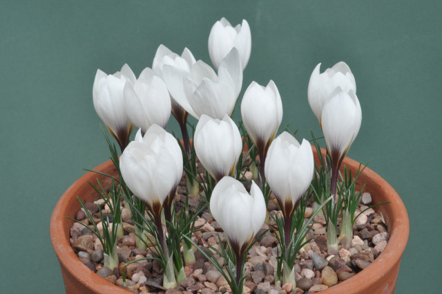 Crocus hadriaticus