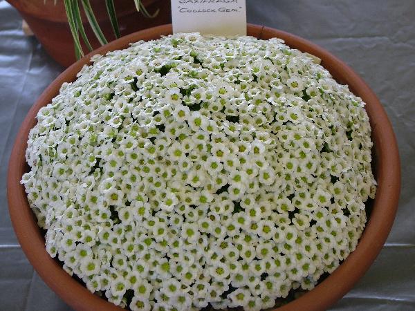 Saxifraga 'Coolock Gem'