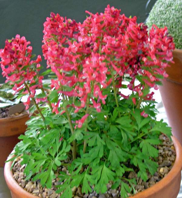 Corydalis solida Craigton Red