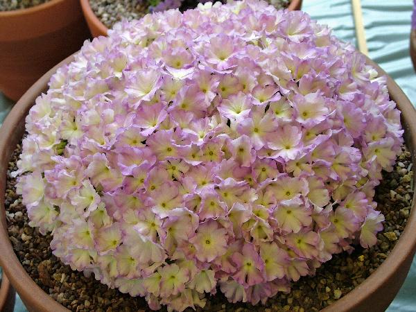 Primula allionii Pink Aire