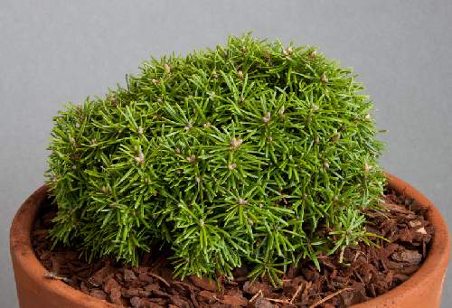 Abies lasiocarpa ?DuFlon'