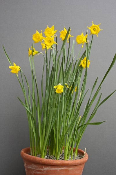 Narcissus perez-chiscanoi = N. longispathus