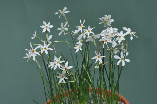 Narcissus obsoletus