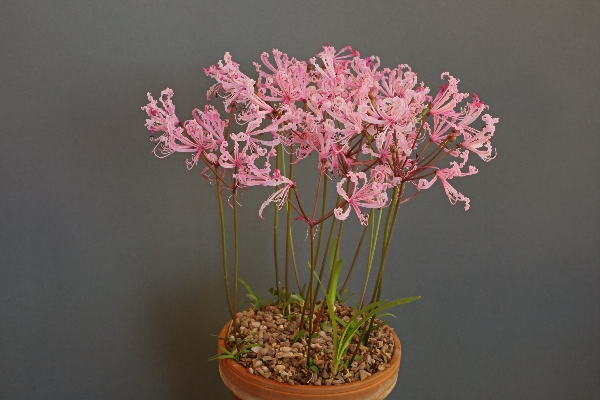 Nerine humilis