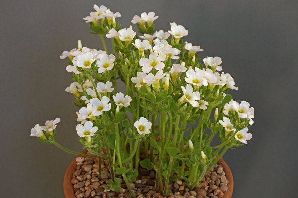 Oxalis ambigua