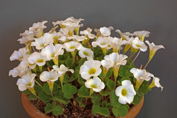 Oxalis purpurea ?Alba?