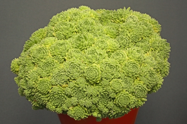 Rosularia chrysantha