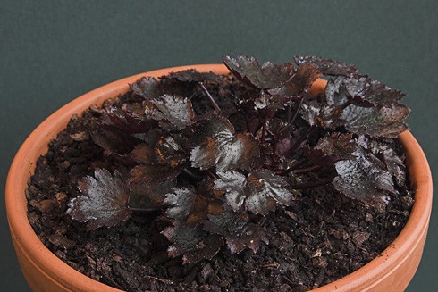 Saxifraga fortunei 'Black Ruby'