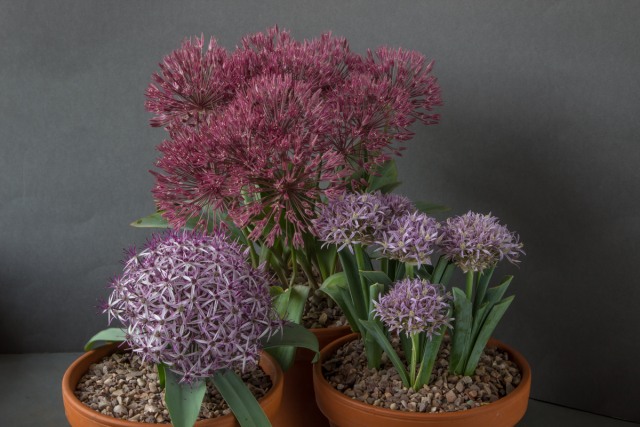 Allium bodeanum; Allium shelkovnikovii; Allium nev