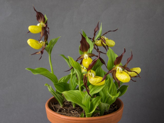 Cypripedium calceolus