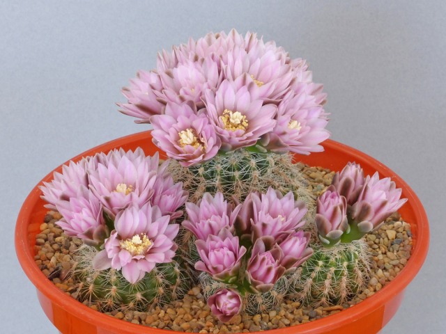 Gymnocalycium bruchii var. niveum