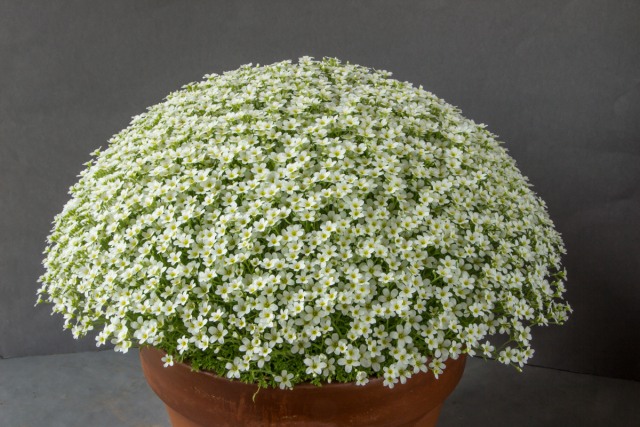 Saxifraga cebennensis