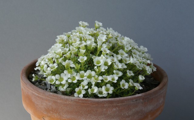 Saxifraga sp.