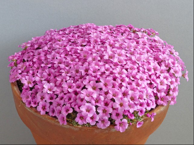 Saxifraga x boydilacina ?Pink Star?