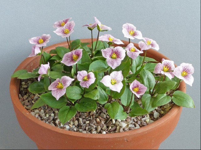 Trillium rivale