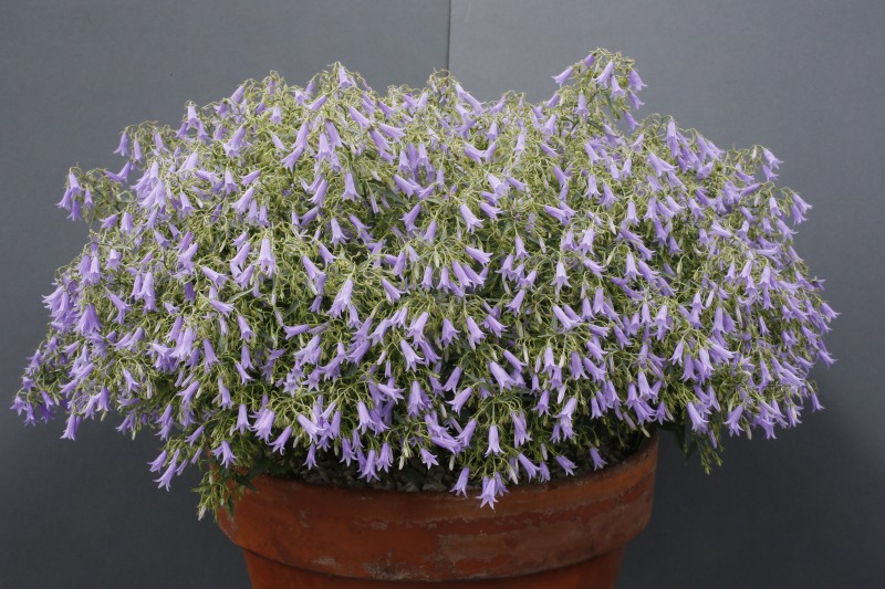 Campanula tommasiniana