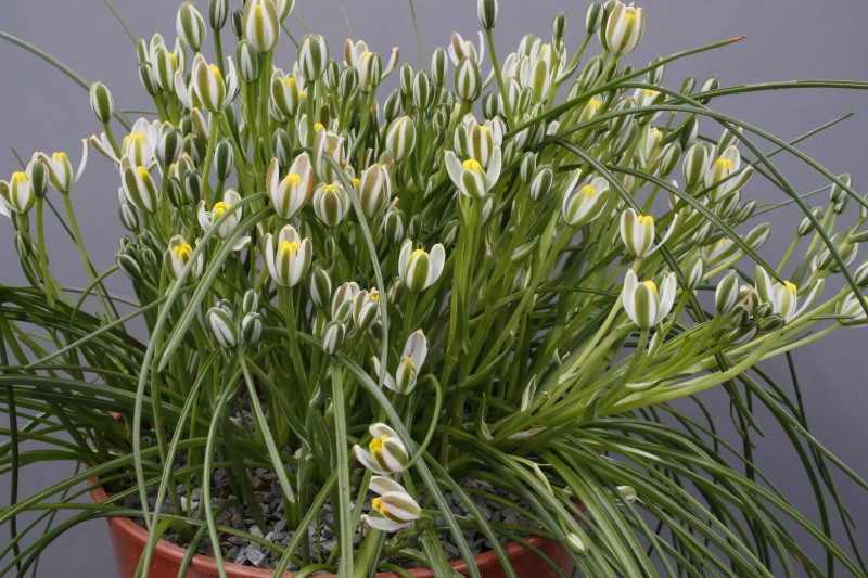 Albuca humilis