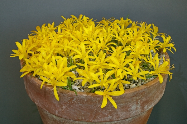 Sternbergia greuteriana