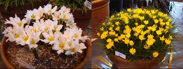 Colchicum szovitsii, Ipheon sellowianum