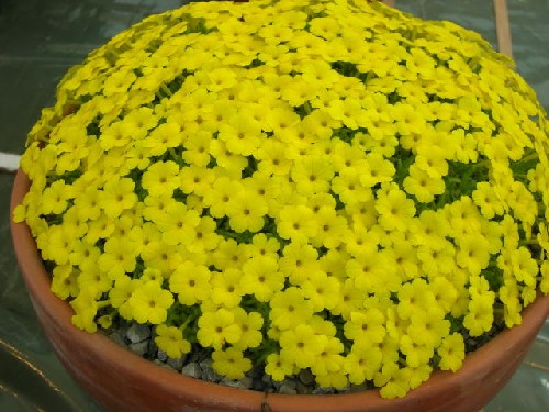 Dionysia aretioides 'Bevere'